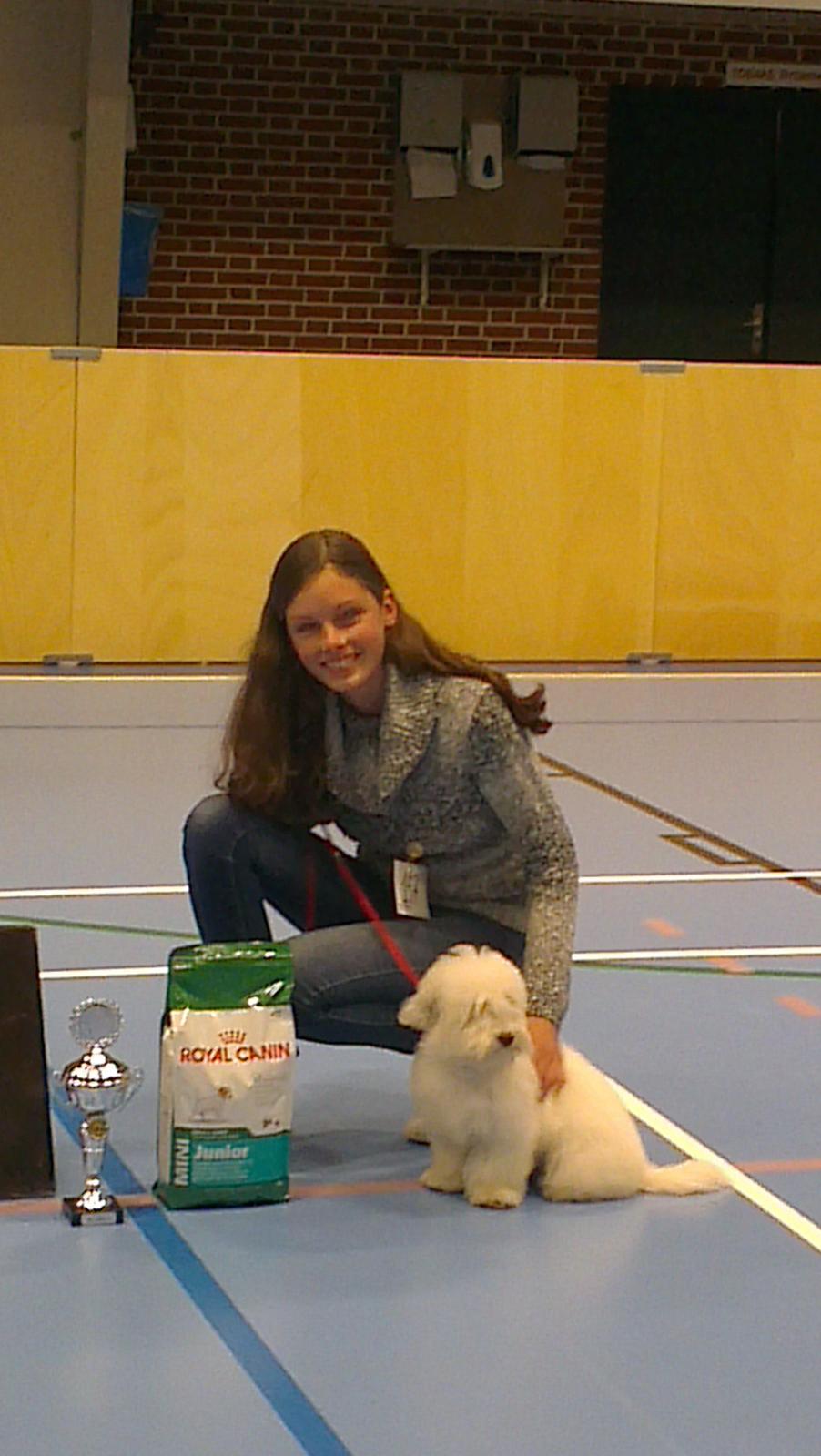Coton de tulear Sisses Cindy billede 1