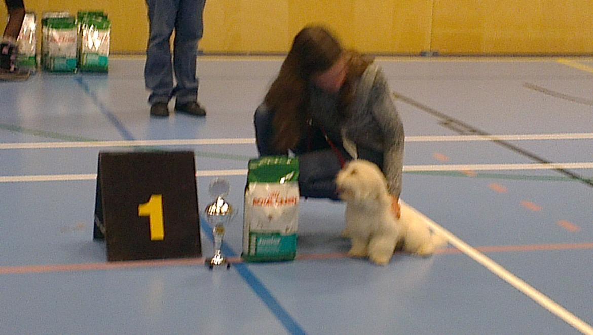 Coton de tulear Sisses Cindy billede 4