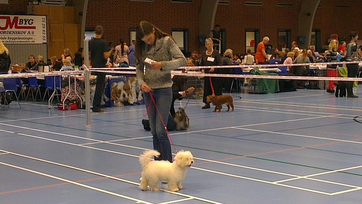 Coton de tulear Sisses Cindy billede 2