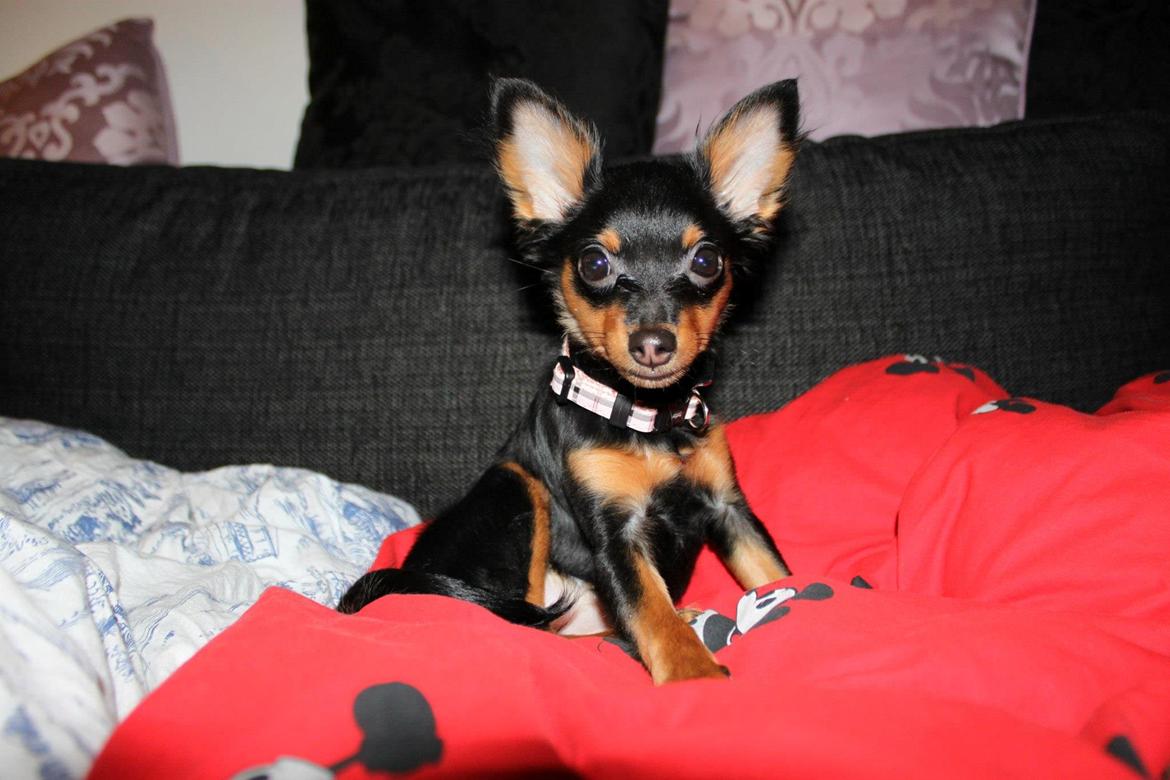 Prazsky krysarik Lady billede 1