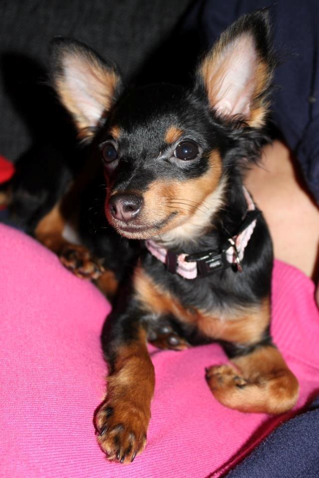 Prazsky krysarik Lady billede 2