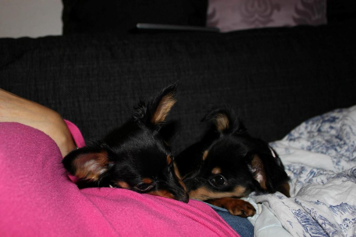 Prazsky krysarik Lady billede 3