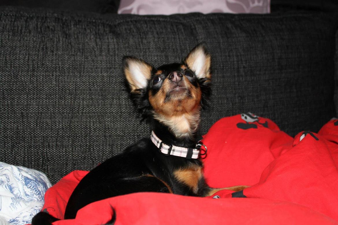 Prazsky krysarik Lady billede 4