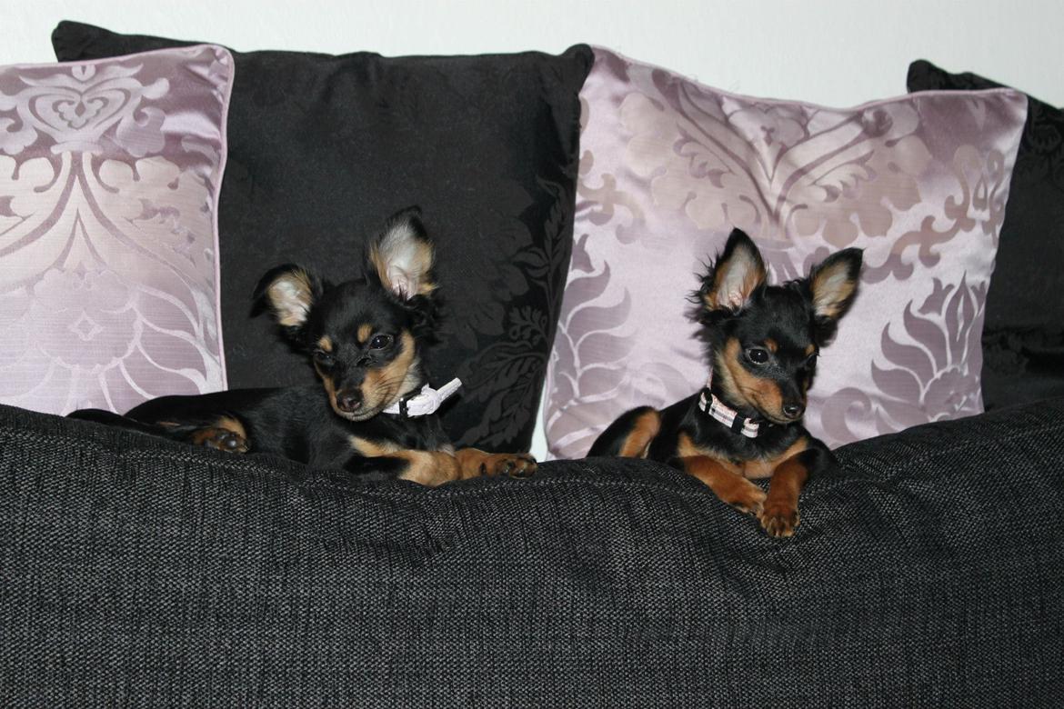 Prazsky krysarik Lady billede 5