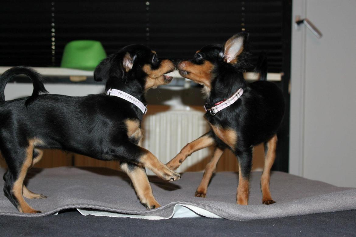 Prazsky krysarik Lady billede 7