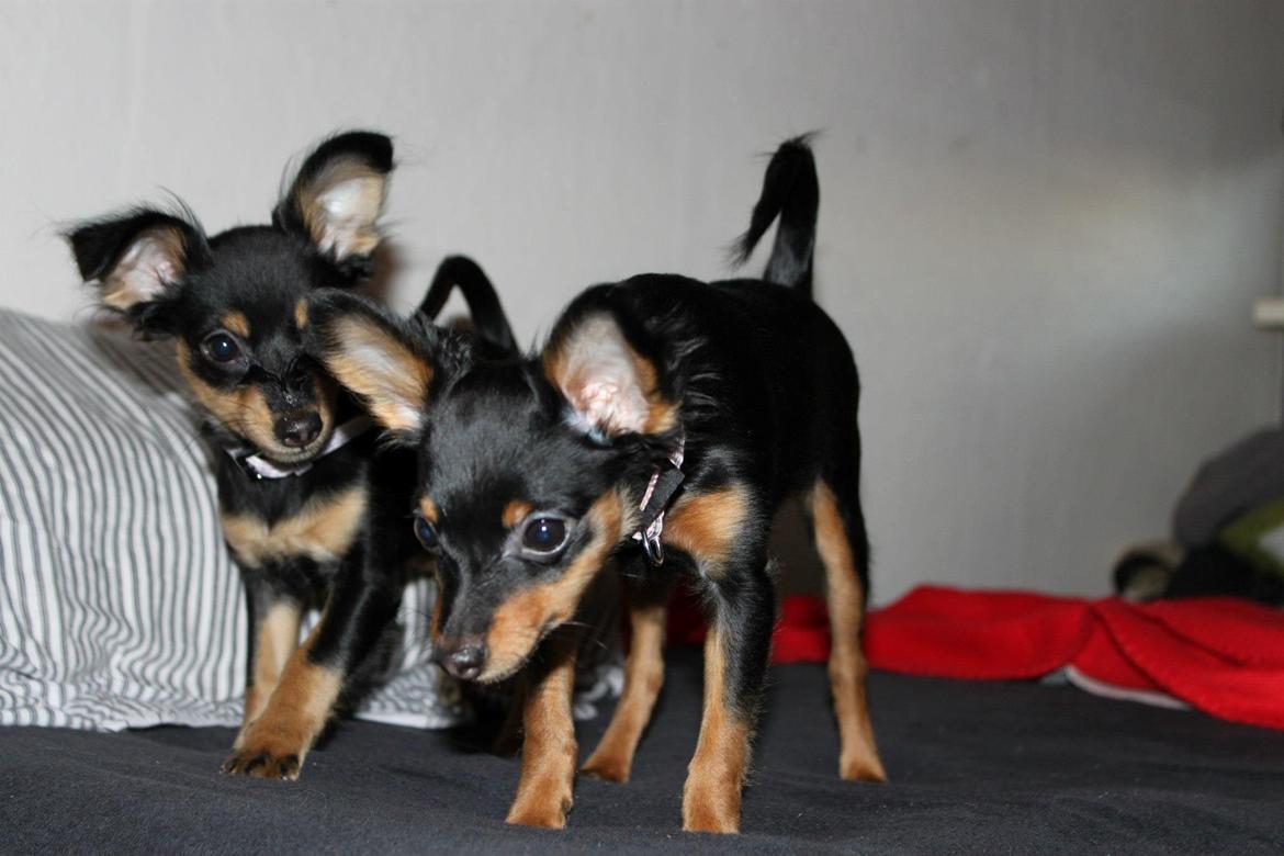 Prazsky krysarik Lady billede 8