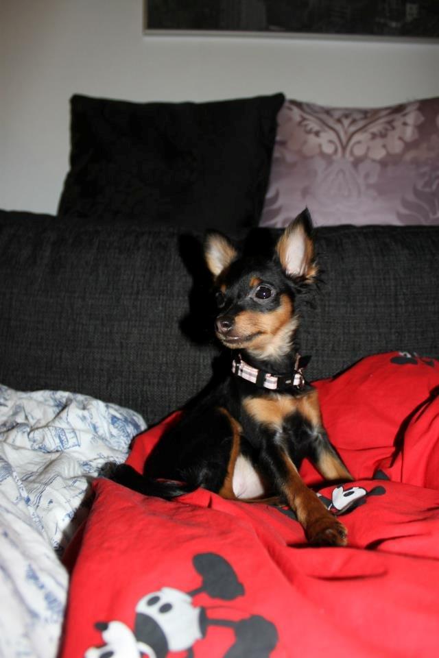 Prazsky krysarik Lady billede 9