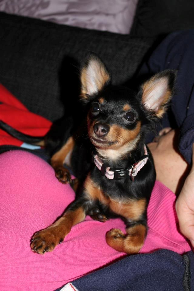 Prazsky krysarik Lady billede 10