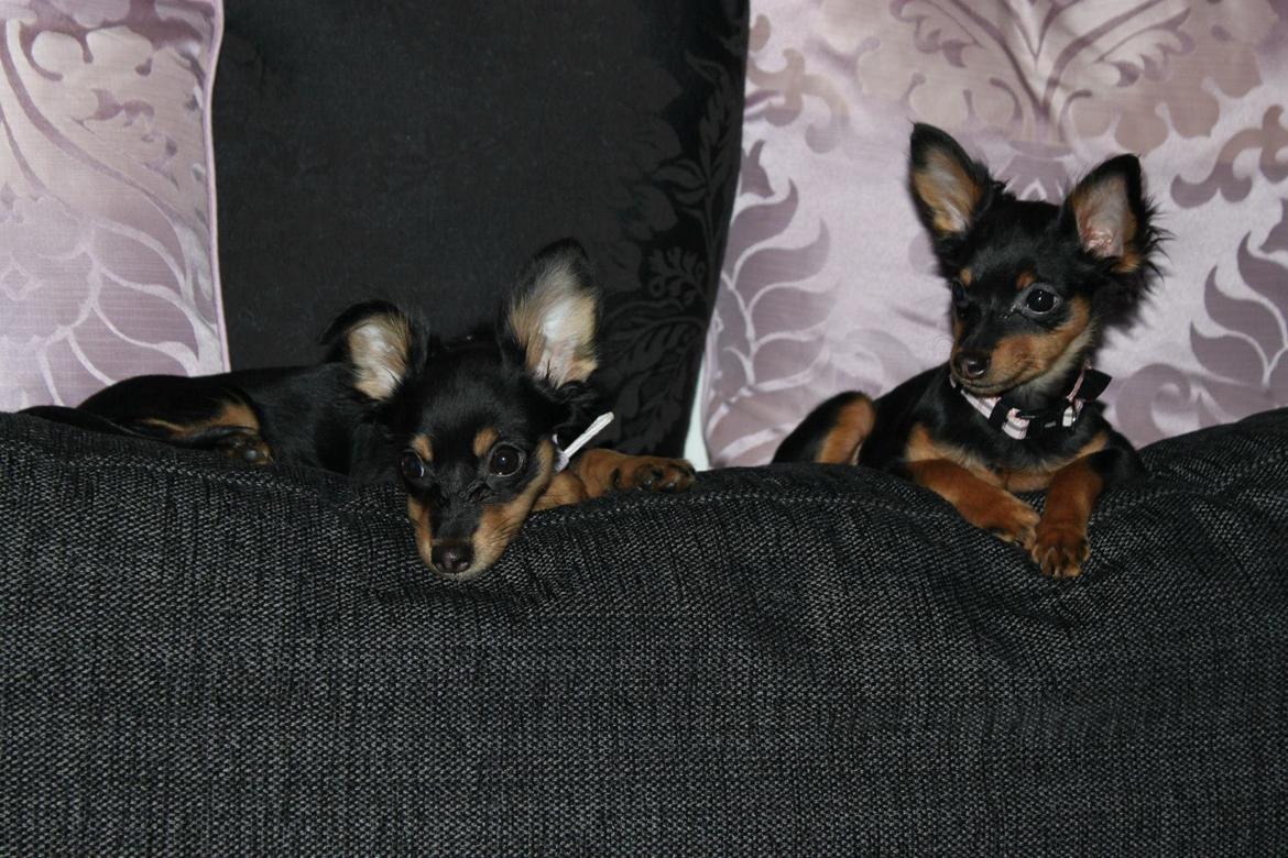 Prazsky krysarik Lady billede 11