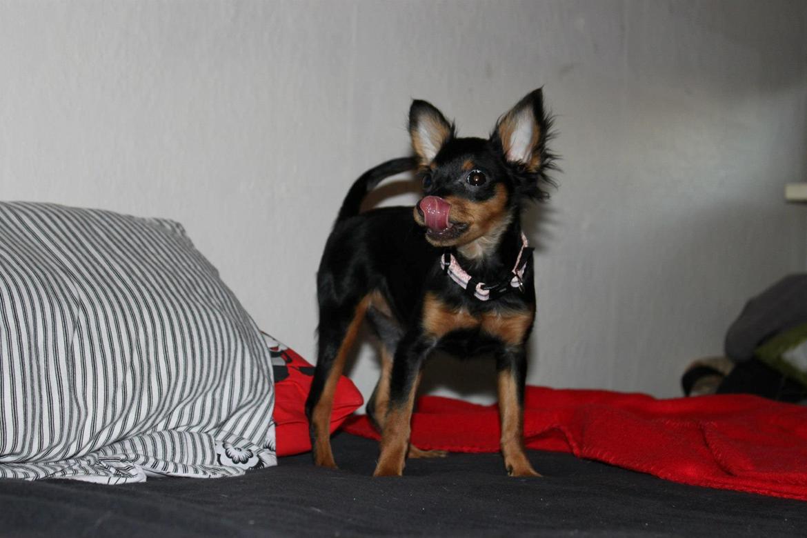 Prazsky krysarik Lady billede 12