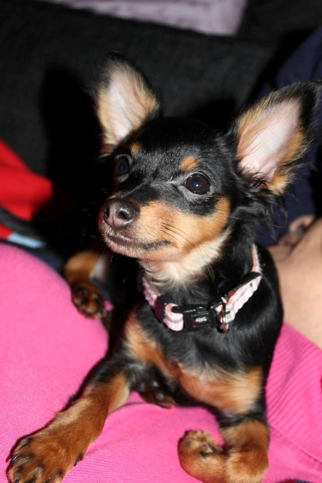 Prazsky krysarik Lady billede 13