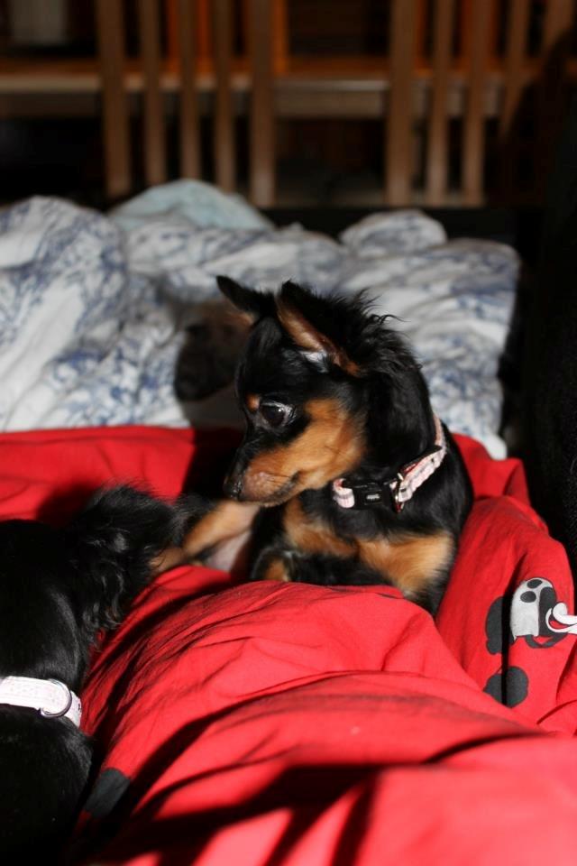 Prazsky krysarik Lady billede 14