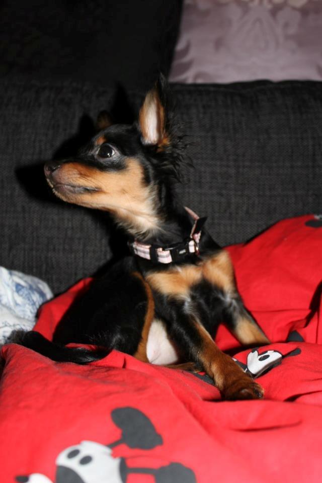 Prazsky krysarik Lady billede 15