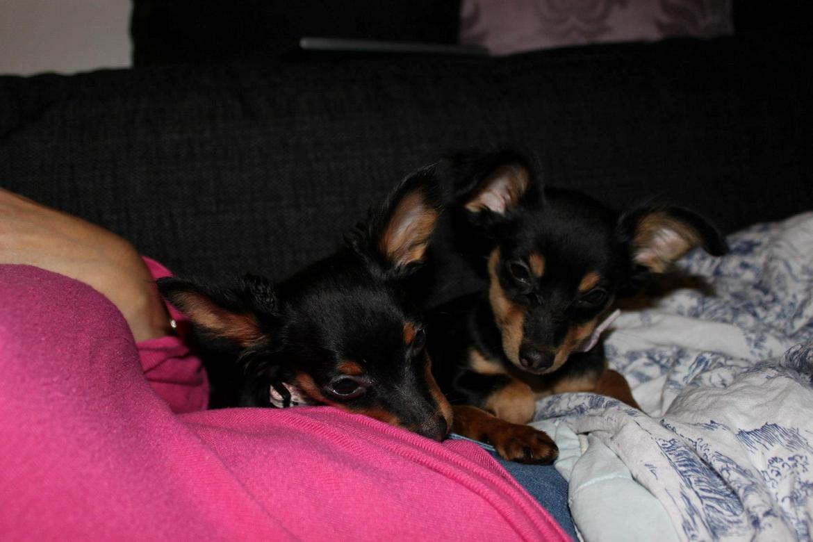 Prazsky krysarik Lady billede 17