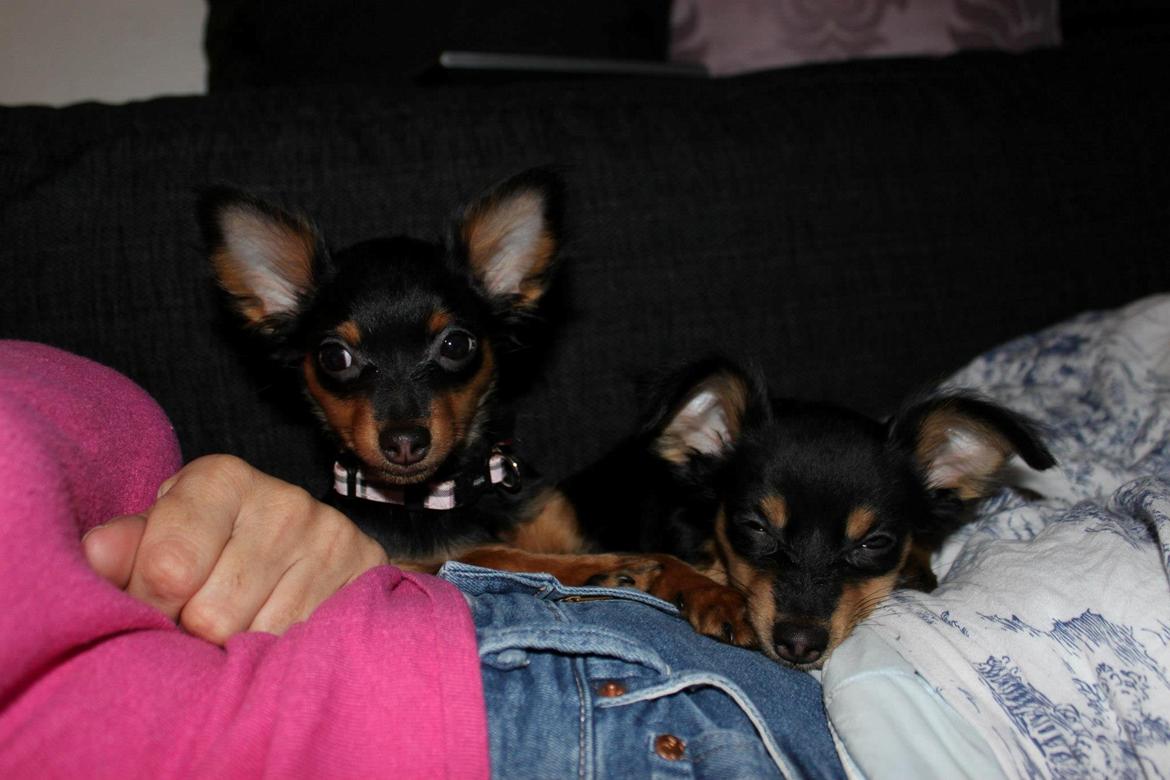 Prazsky krysarik Lady billede 18