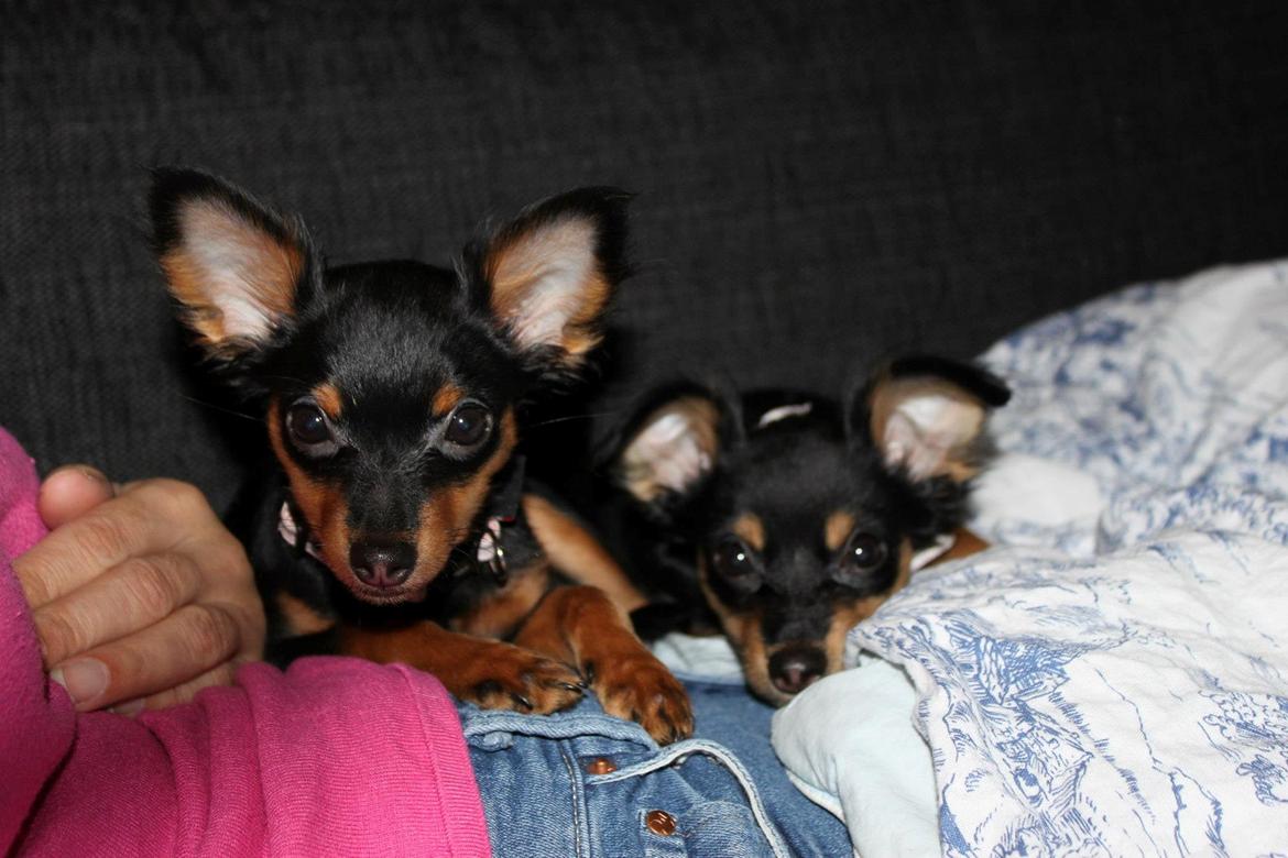 Prazsky krysarik Lady billede 19