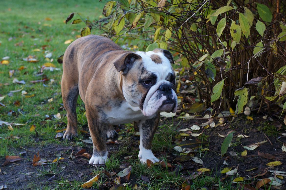 Engelsk bulldog Aurora "Fru. Flemming" billede 20