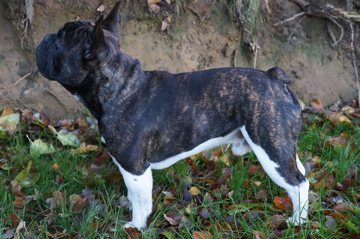 Fransk bulldog Armani "Dyson" billede 20