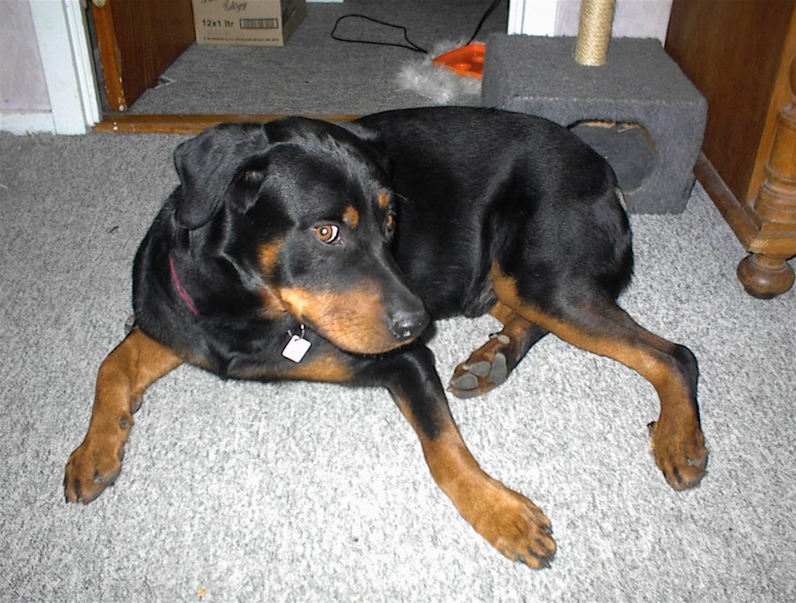 Blanding af racer Anton billede 2