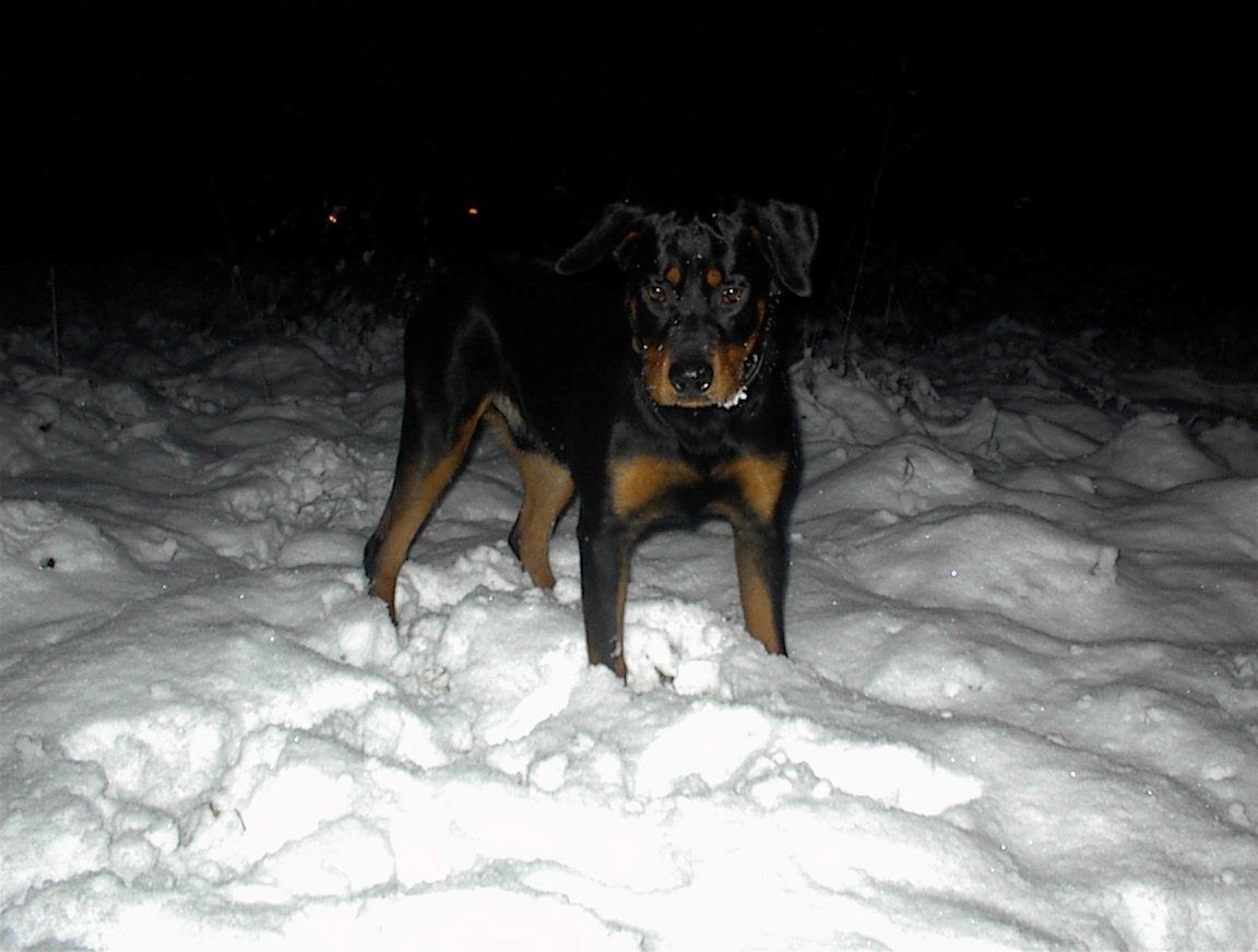 Blanding af racer Anton billede 3