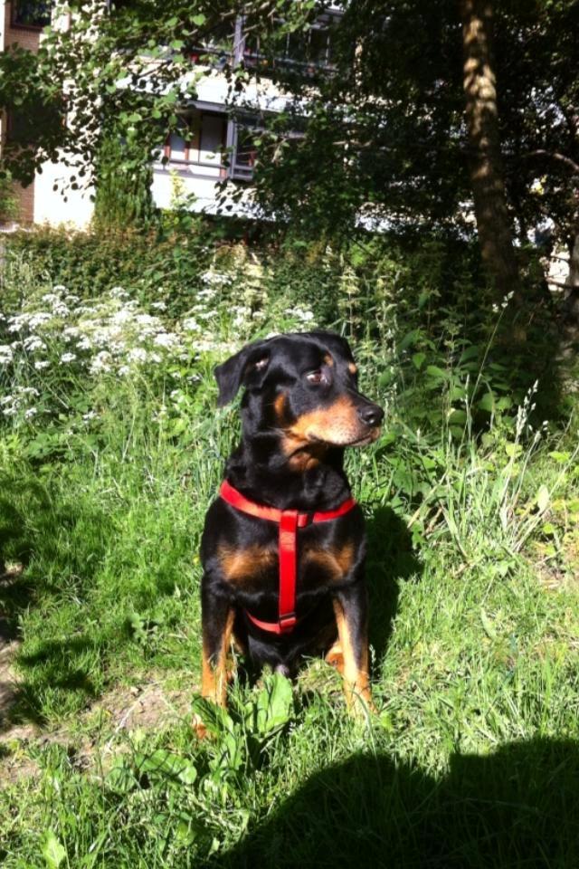 Blanding af racer Anton billede 4