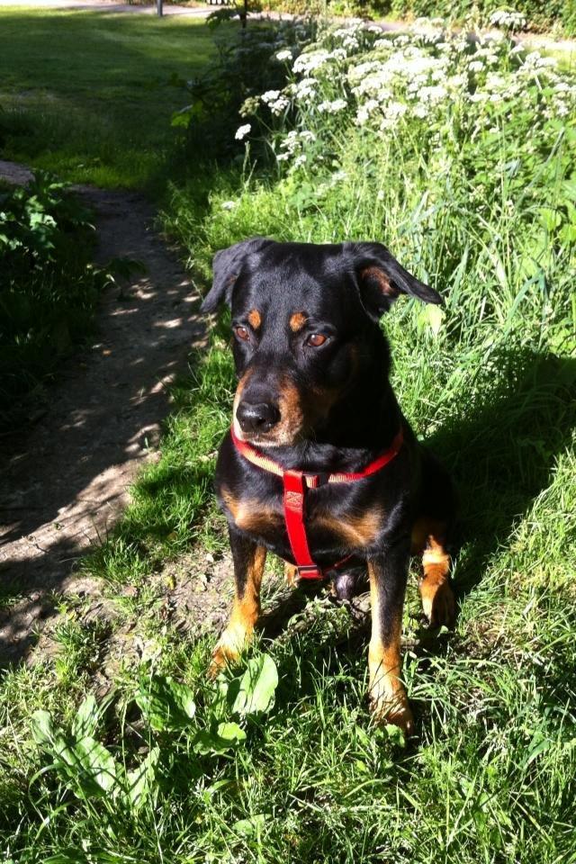 Blanding af racer Anton billede 5