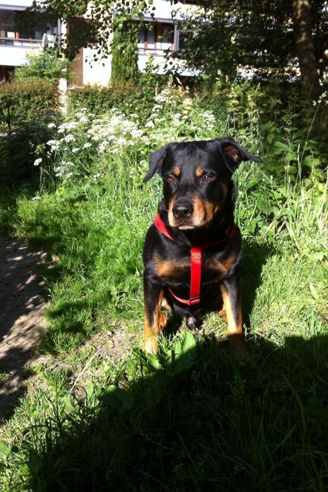 Blanding af racer Anton billede 6