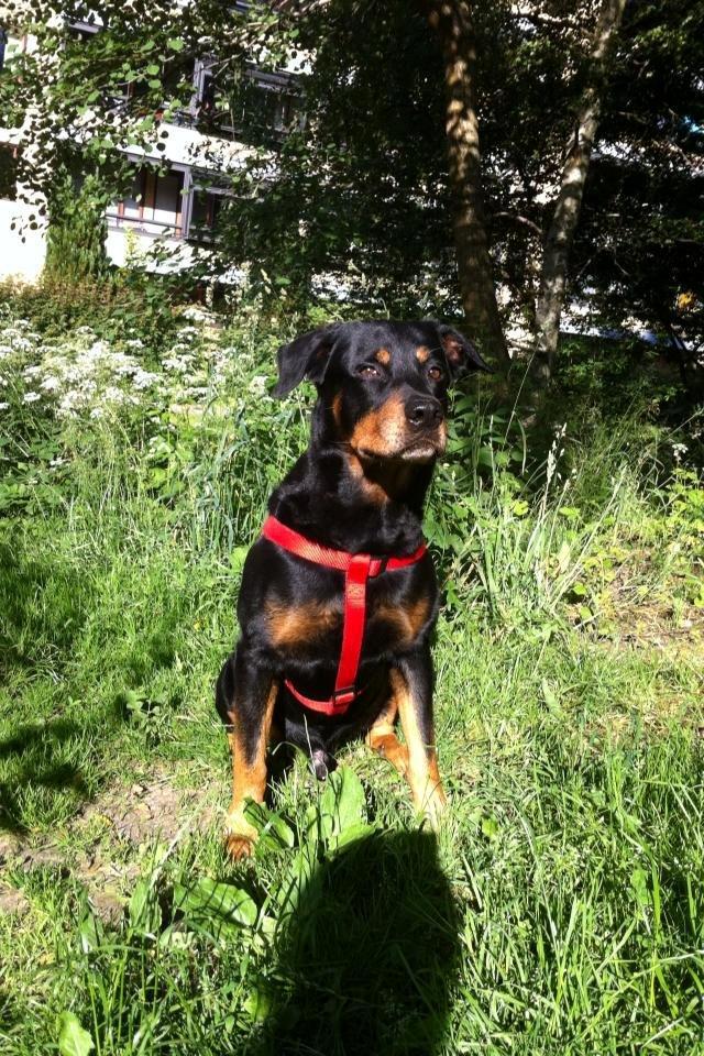 Blanding af racer Anton billede 7