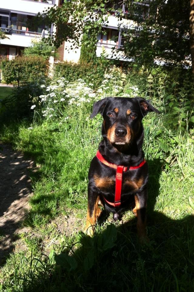 Blanding af racer Anton billede 8