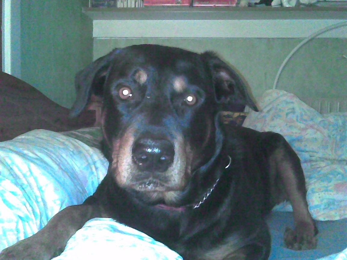 Blanding af racer Anton billede 9