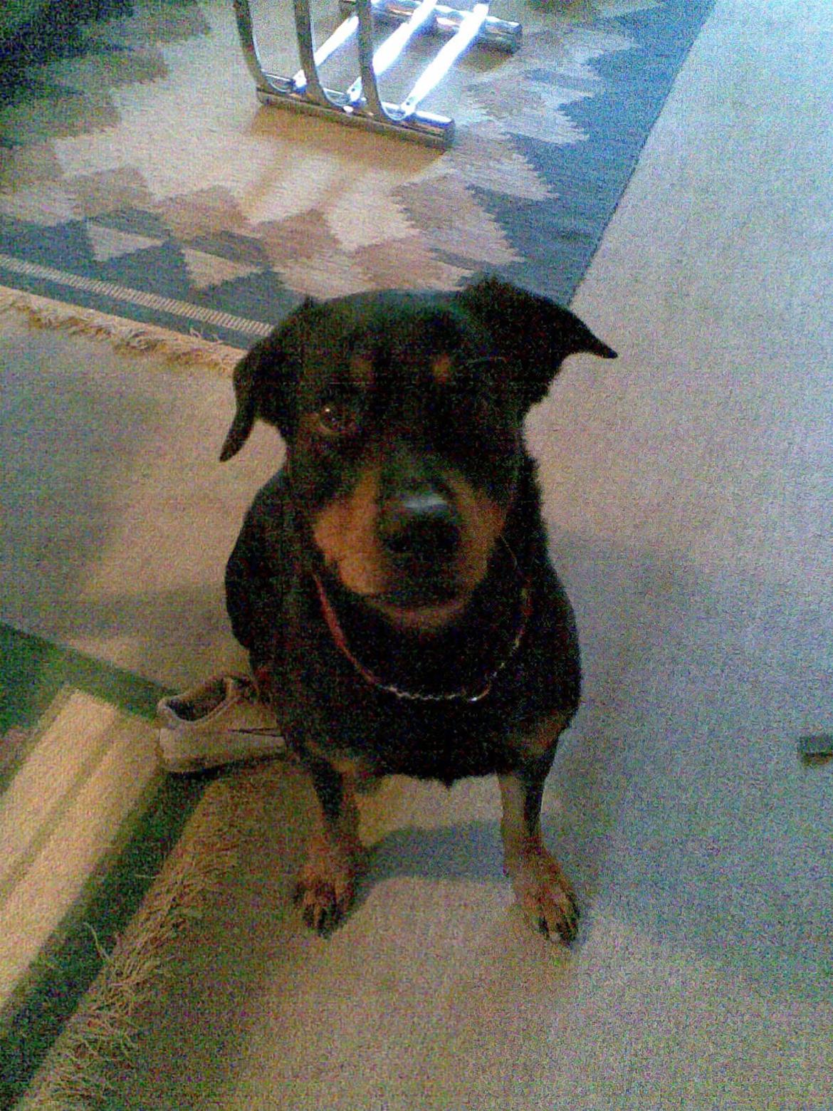 Blanding af racer Anton billede 10