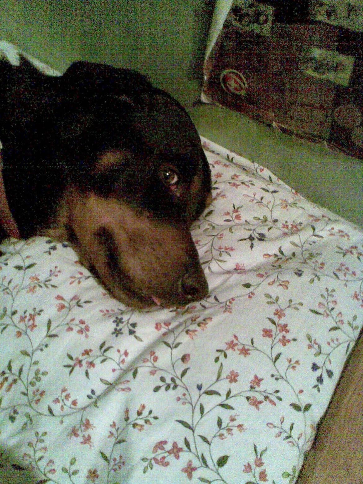 Blanding af racer Anton billede 11