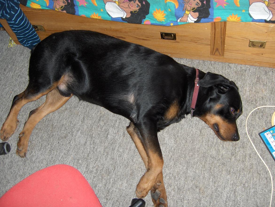 Blanding af racer Anton billede 12