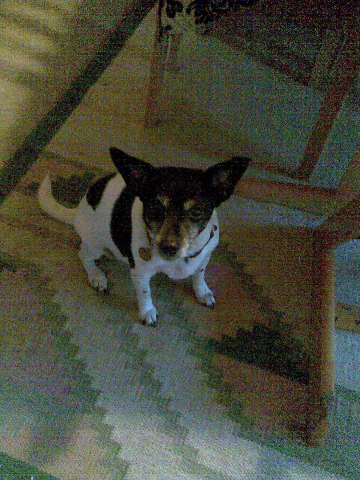 Blanding af racer Futte billede 3