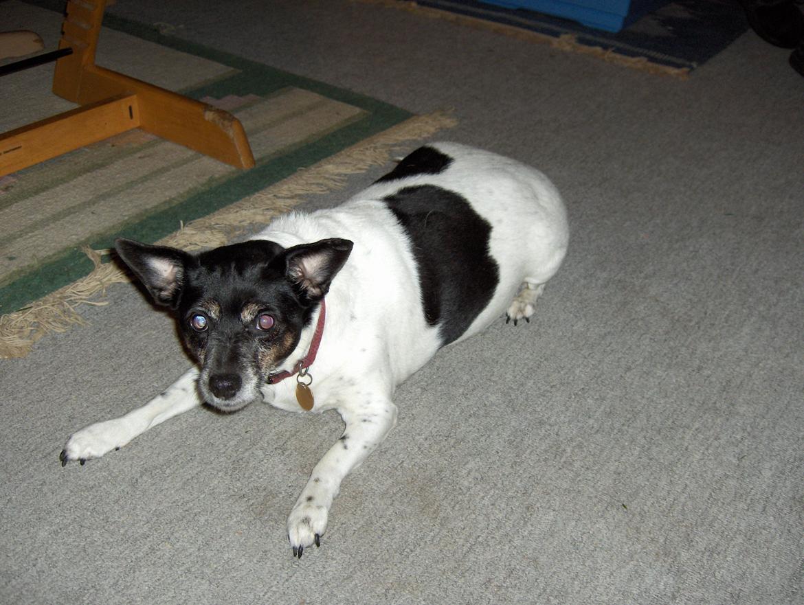 Blanding af racer Futte billede 4