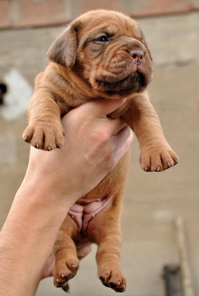 Dogue de bordeaux frigg - 3 uger billede 3