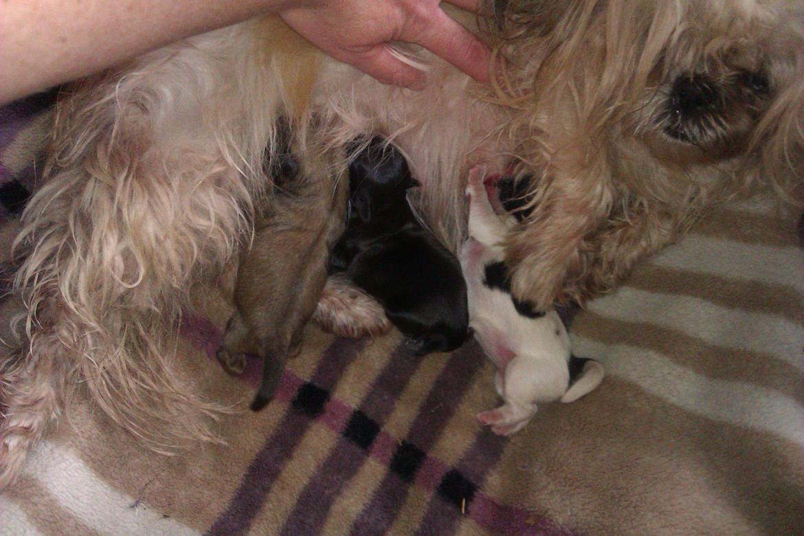 Shih tzu Teeny - se mine fine hvalpe født den 3-11-2013 mellem 00 og 03 billede 2