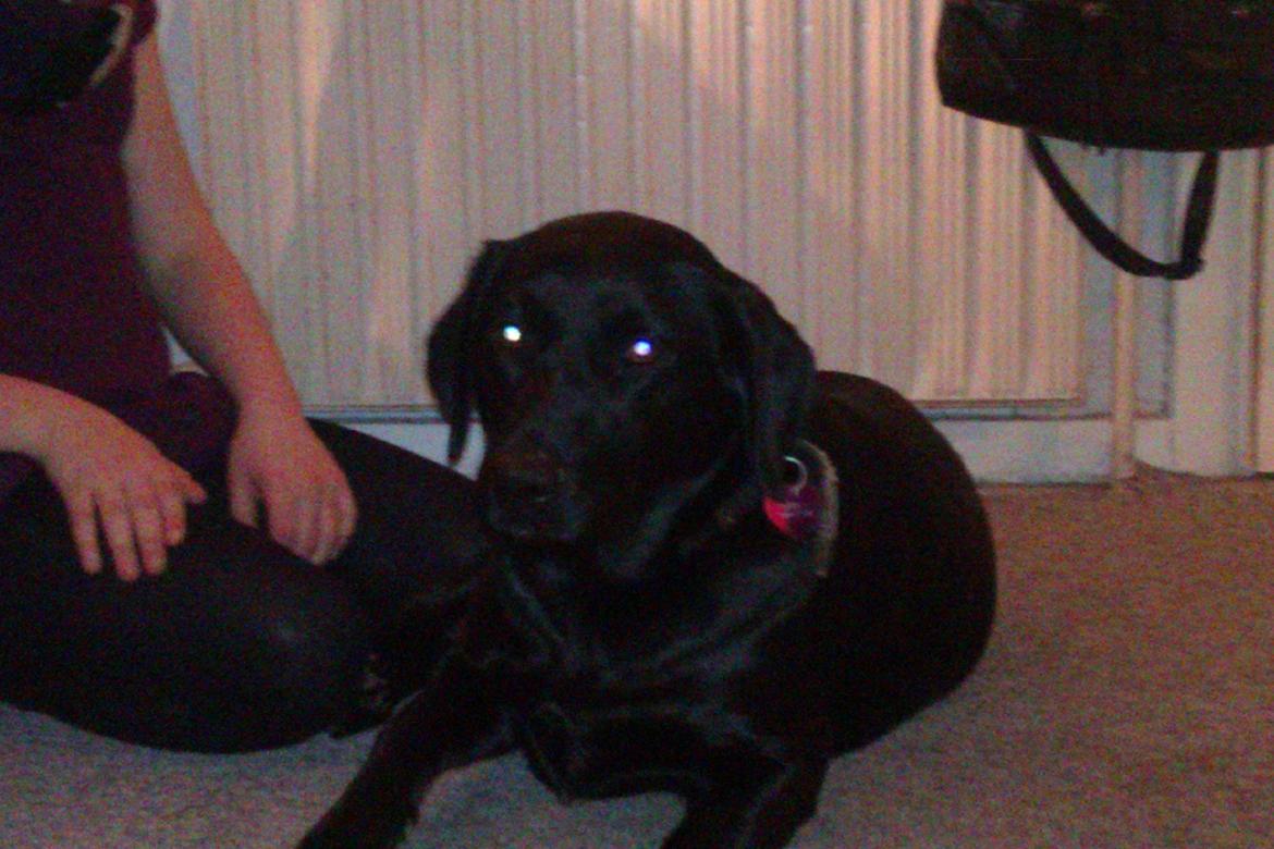 Blanding af racer Bella billede 1