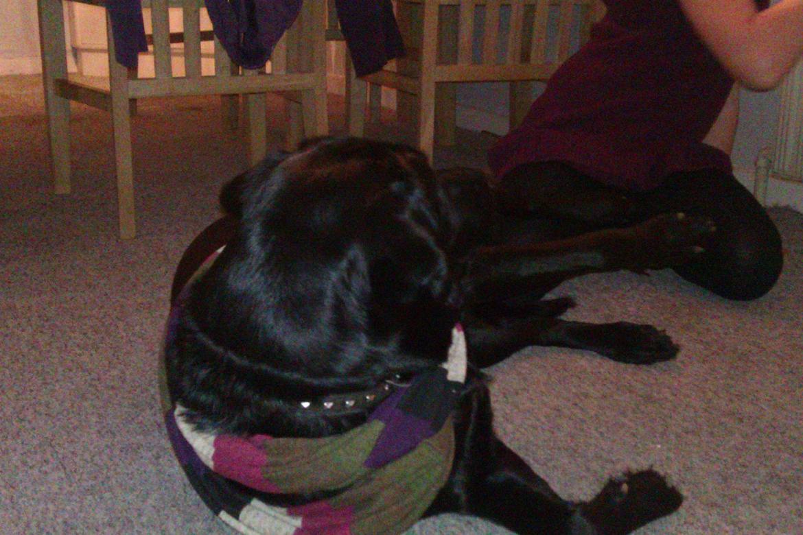 Blanding af racer Bella billede 3