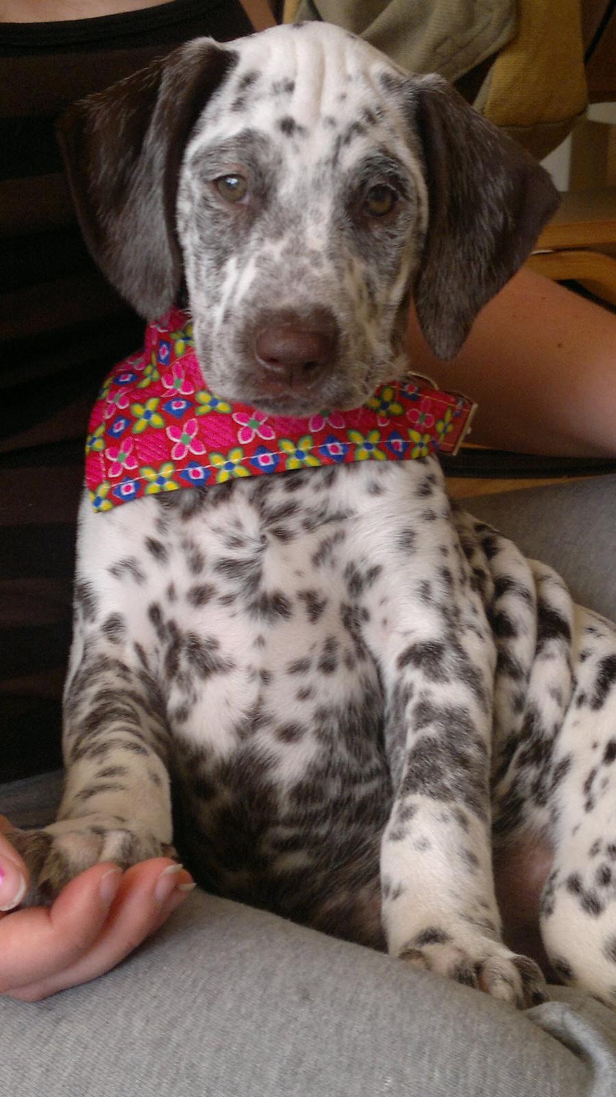 Blanding af racer Sasha billede 1