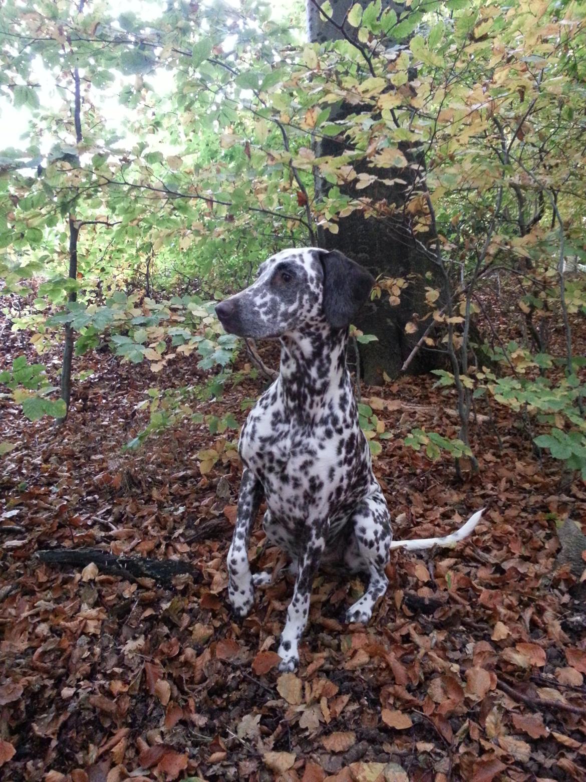 Blanding af racer Sasha billede 2