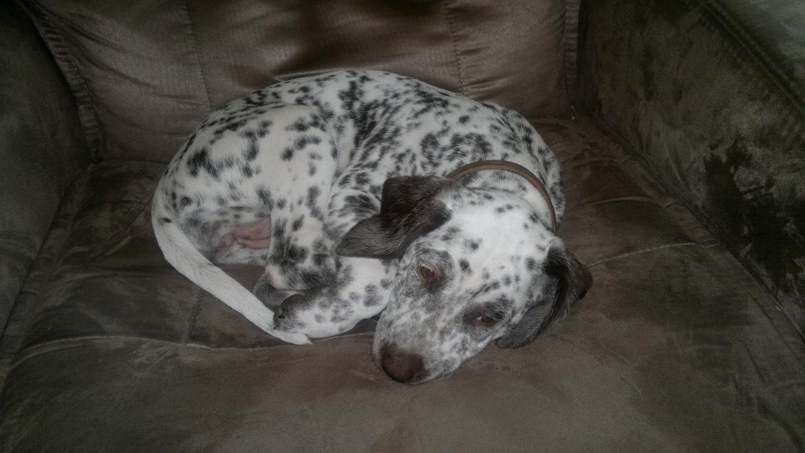 Blanding af racer Sasha billede 3