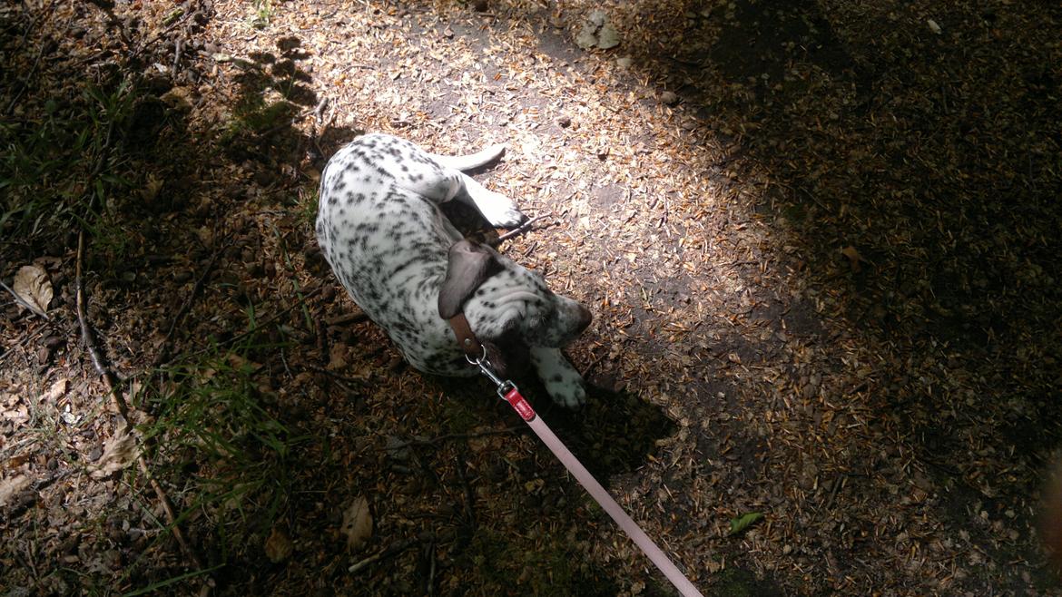 Blanding af racer Sasha billede 4