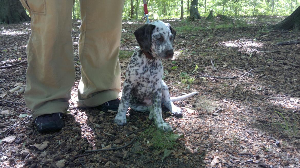 Blanding af racer Sasha billede 5