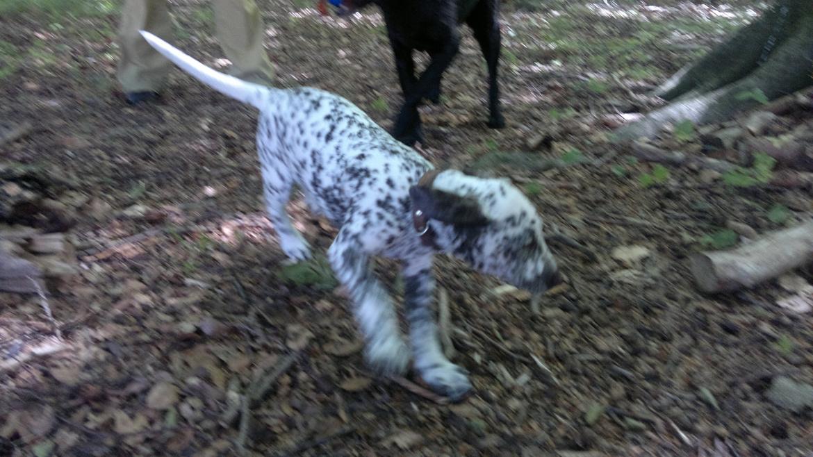 Blanding af racer Sasha billede 6