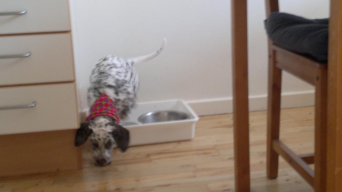 Blanding af racer Sasha billede 7