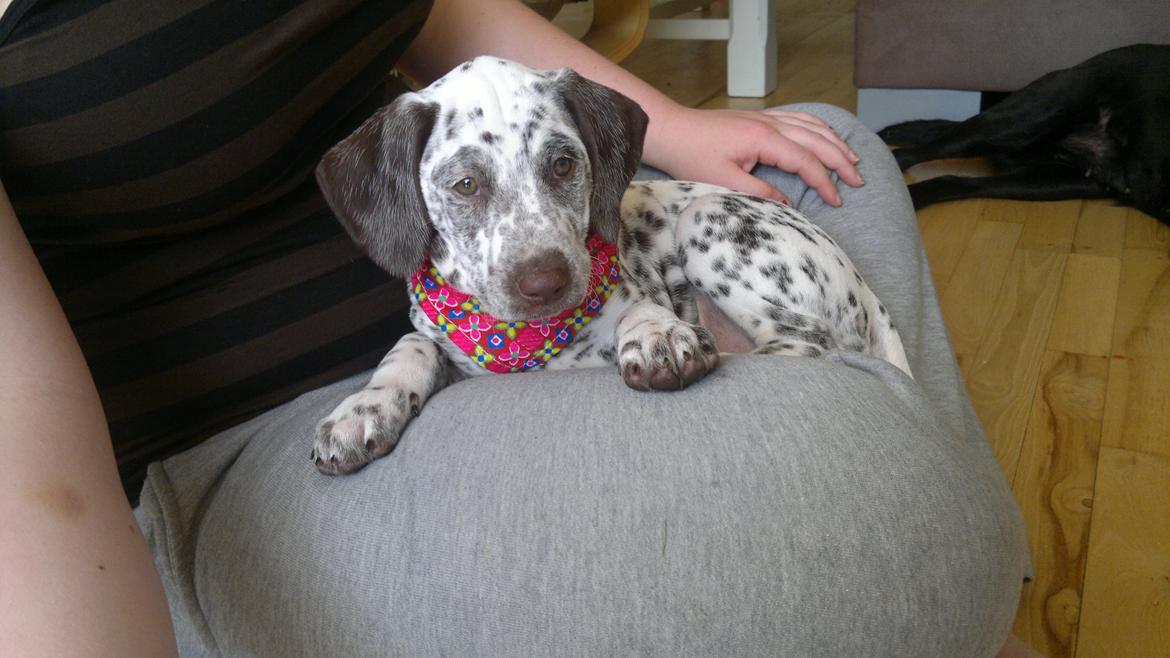 Blanding af racer Sasha billede 8