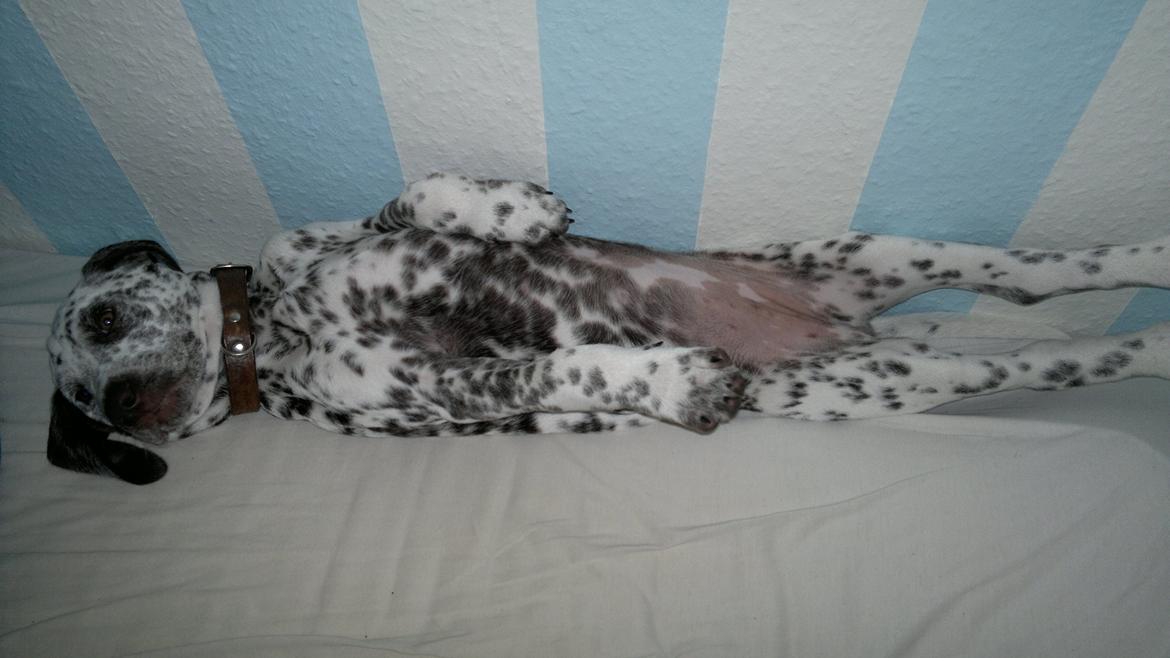 Blanding af racer Sasha billede 9