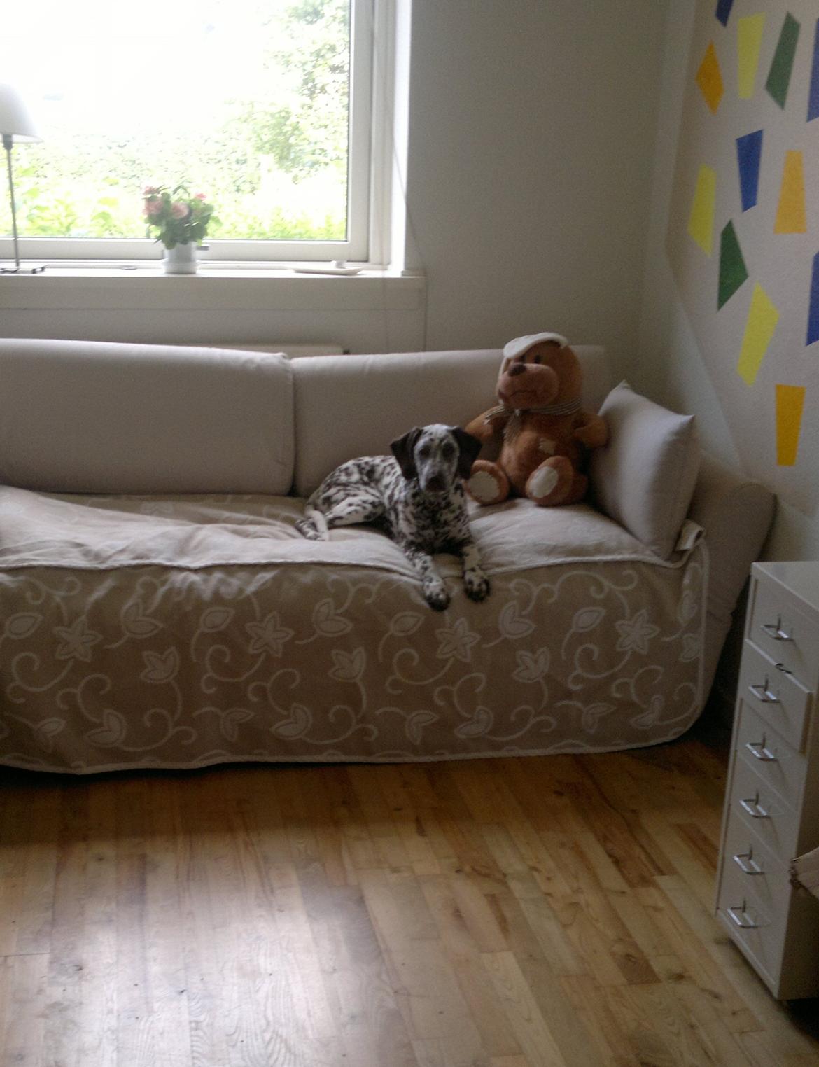 Blanding af racer Sasha billede 10