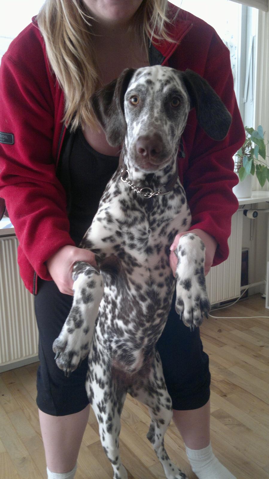 Blanding af racer Sasha billede 11